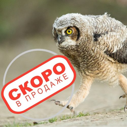 Пролиферен